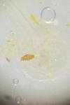Agonopterix scopariella
