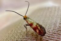 Micropterix tunbergella