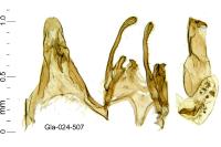 Scrobipalpa