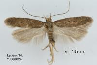 Scrobipalpa