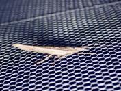 Ypsolopha mucronella