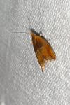 Ancylis mitterbacheriana