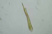 Elachista rufocinerea