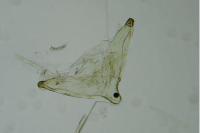 Elachista rufocinerea