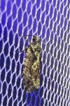 Zeiraphera isertana