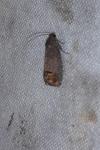 Cydia pomonella