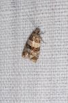 Isotrias rectifasciana