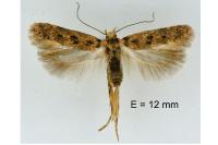 Bryotropha gallurella