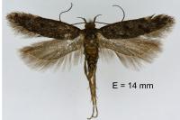 Prolita solutella