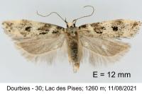 Chionodes electella