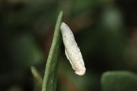 Coleophora picardella