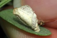 Coleophora picardella