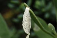Coleophora picardella