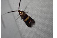 Adela croesella