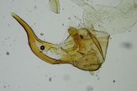 Neofriseria hitadoella