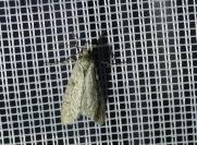 Diurnea fagella
