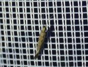 Plutella xylostella