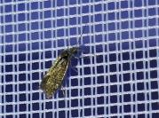 Dyseriocrania subpurpurella