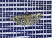 Alucita hexadactyla