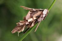 Canephora hirsuta