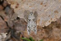 Diurnea fagella