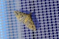 Alucita hexadactyla