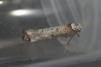 Pseudoswammerdamia combinella
