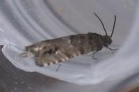 Pammene splendidulana