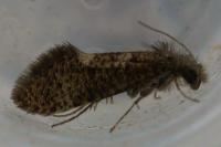 Dyseriocrania subpurpurella