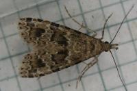 Alucita hexadactyla