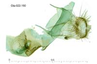 Phyllonorycter belotella