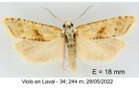 Cochylimorpha straminea