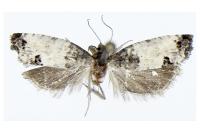 Spilonota ocellana