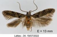 Istrianis arenicolella