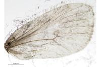Epichnopterix sieboldii
