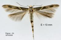Palumbina guerinii