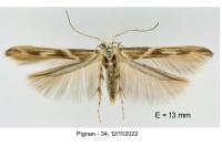 Palumbina guerinii