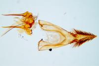 Carpatolechia decorella