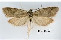 Cnephasia incertana