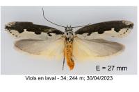 Ethmia bipunctella