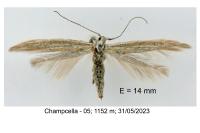 Coleophora