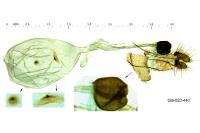 Hedya nubiferana