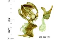 Stomopteryx spathulella