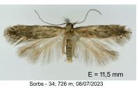 Stomopteryx spathulella