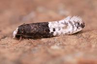 Trichophaga bipartitella