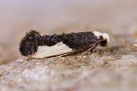 Monopis monachella