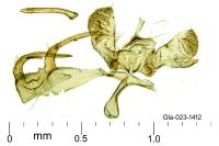 Paraswammerdamia albicapitella
