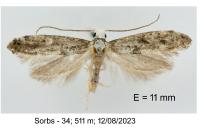 Paraswammerdamia albicapitella