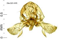 Paraswammerdamia albicapitella