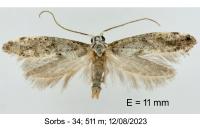 Paraswammerdamia albicapitella